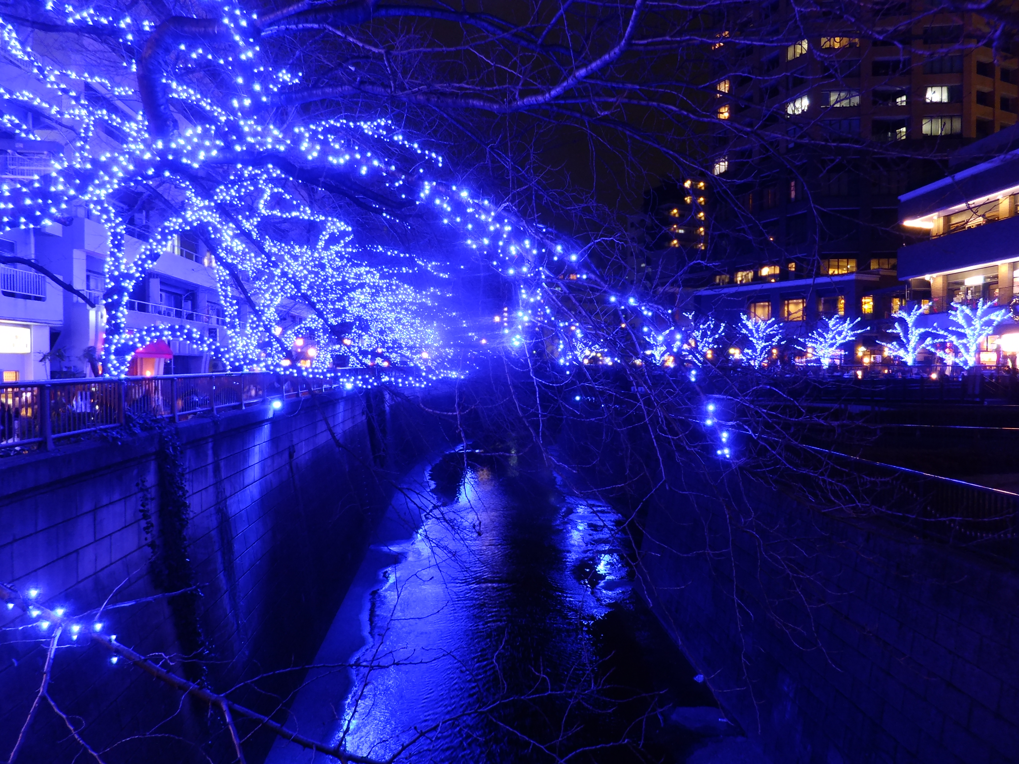 Meguro River at night (Nakameguro area)
